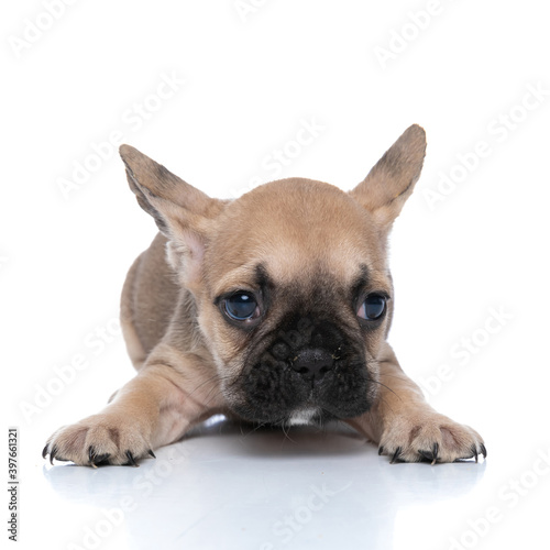 french bulldog dog stretching his paws and laying down