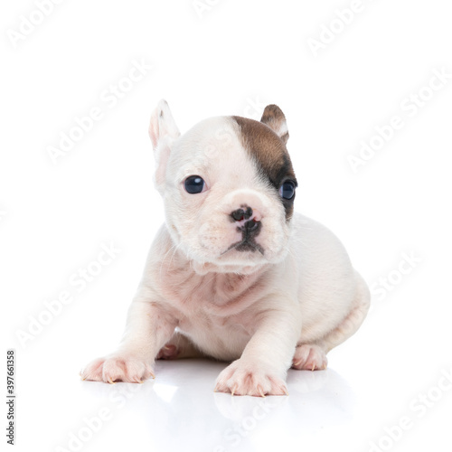 french bulldog dog with white and fawn fur looking away