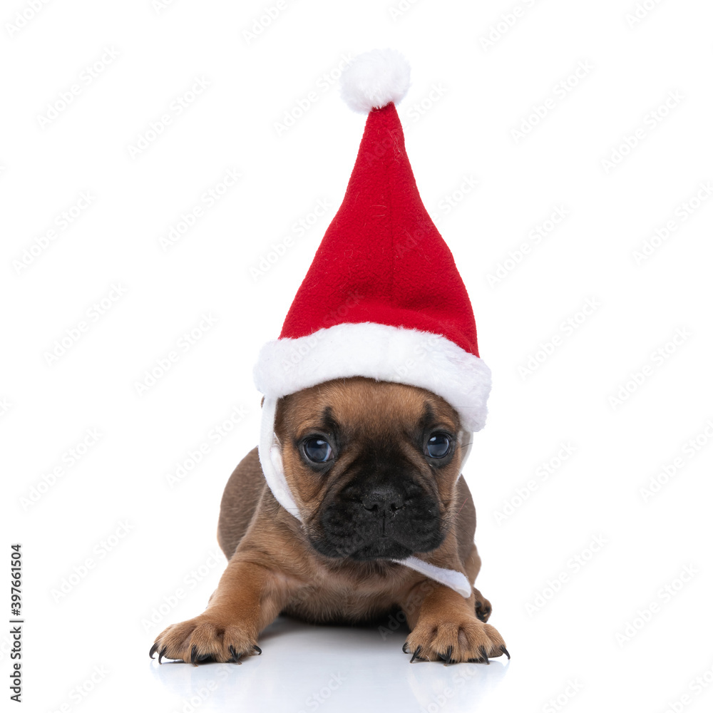 french bulldog dog baby wearing a christmas hat