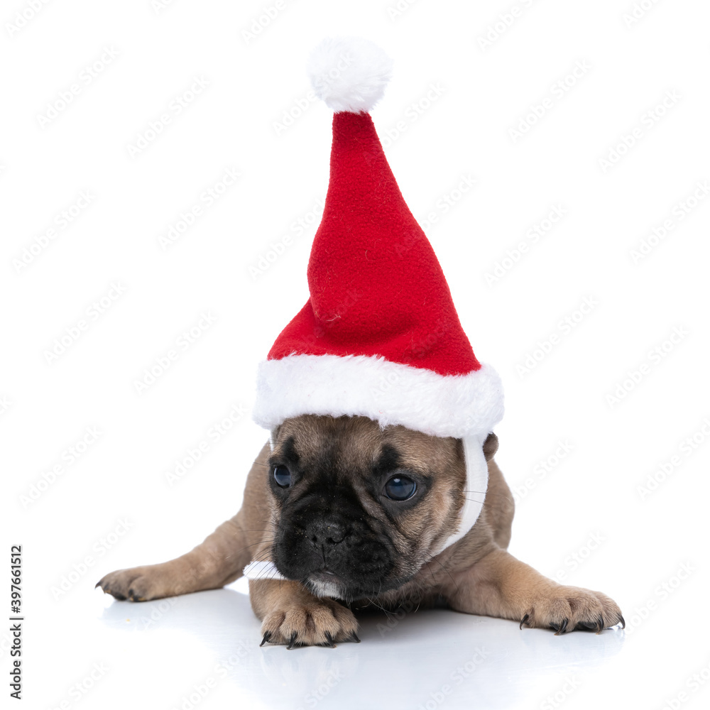 cute french bulldog dog wearing santa's hat