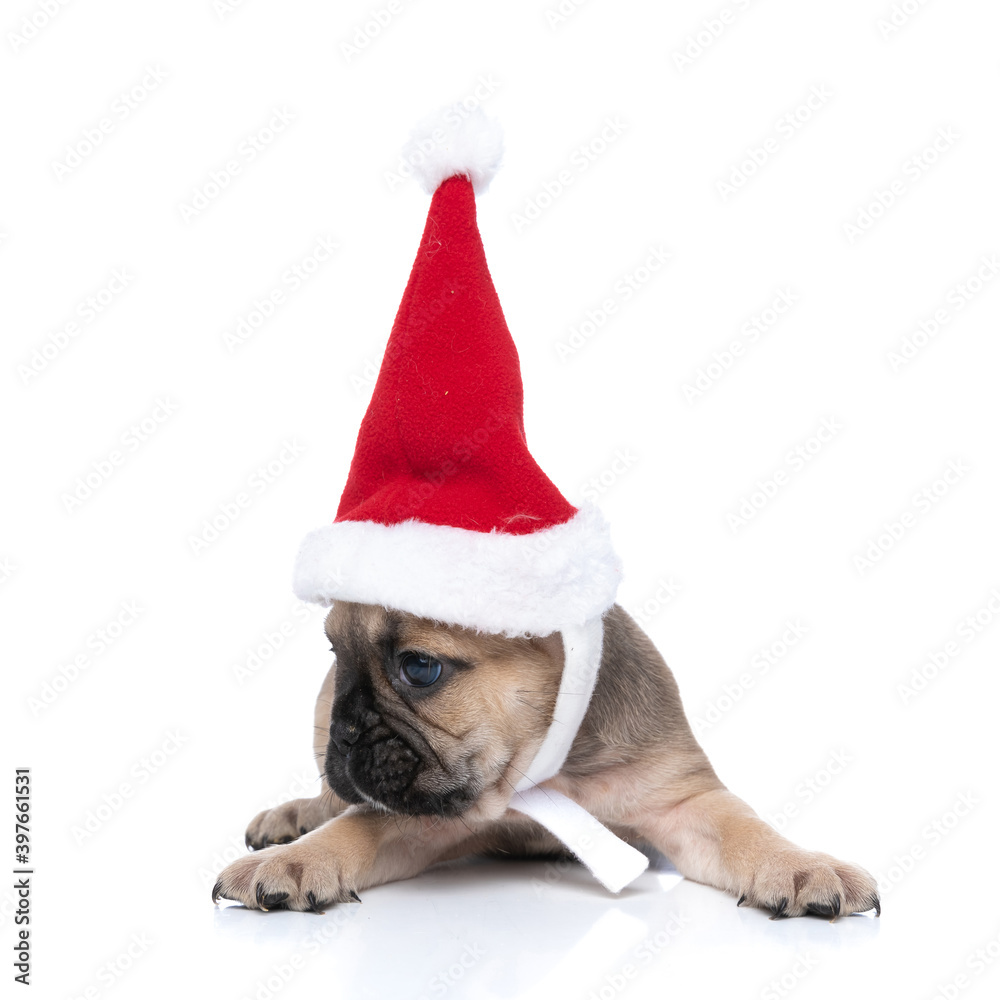 beautiful french bulldog dog wearing a christmas hat