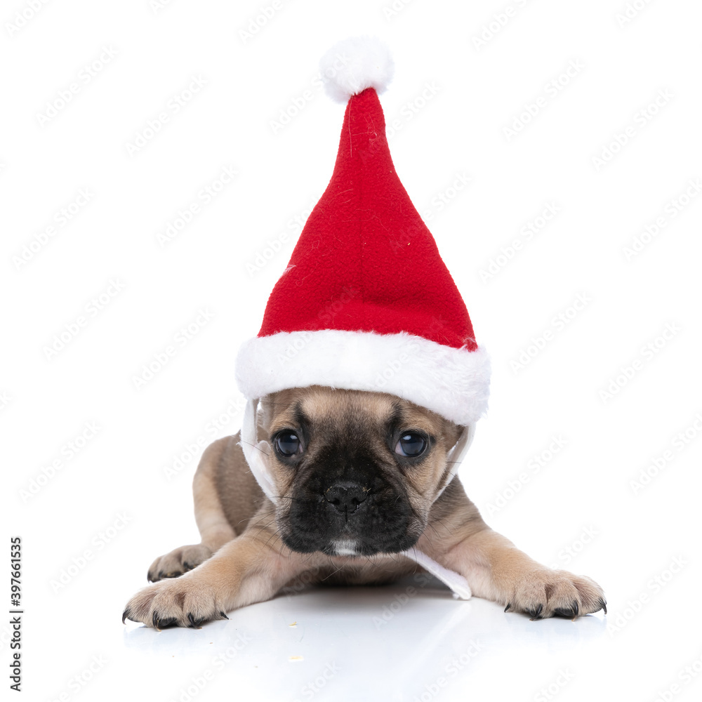 french bulldog dog has stolen santa klaus's hat
