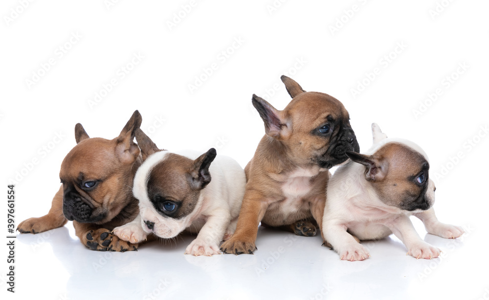 two french bulldog dogs are looking one way