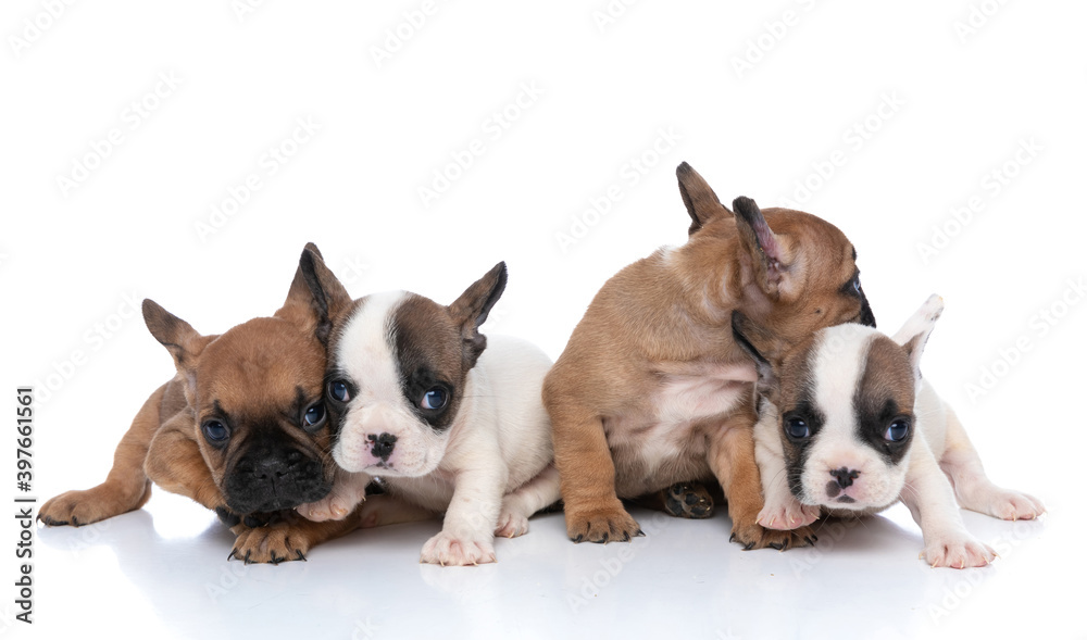 french bulldog dogs team cuddling together and looking aside