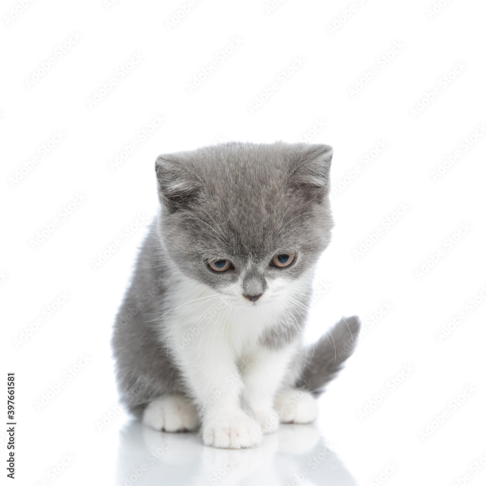 cute british shorthair cat is looking down at something