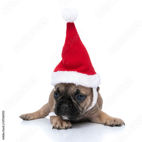 cute french bulldog dog wearing santa's hat