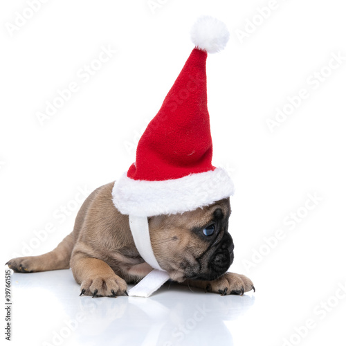 beautiful french bulldog dog wearing a christmas hat © Viorel Sima
