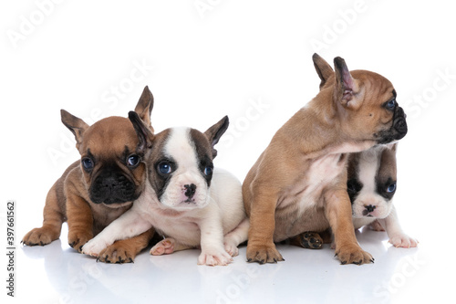 four french bulldog dogs are staying together and looking aside
