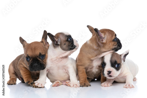 four french bulldog dogs are loving each other