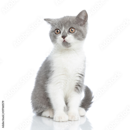 british shorthair cat just heard something and is alert