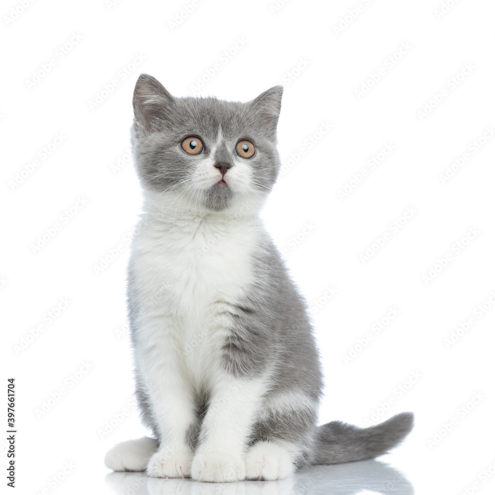 cute british shorthair cat sitting and looking away