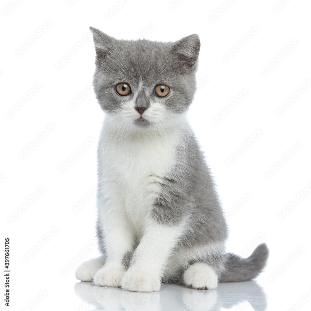 british shorthair cat just sitting and looking at the camera