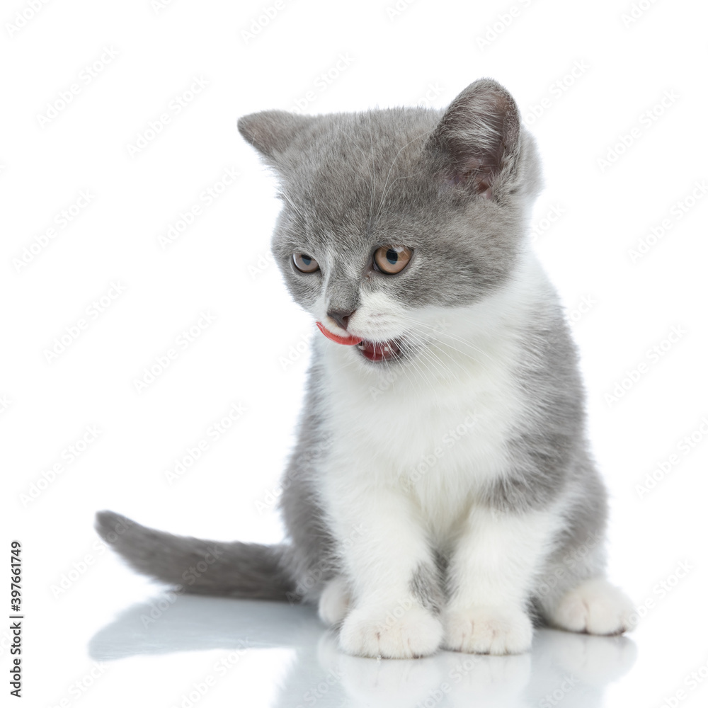 small british shorthair cat licking her nose