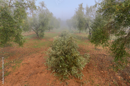 pruning or felling of olive branches accumulated in the center for their removal in Antequera, Malaga. Spain