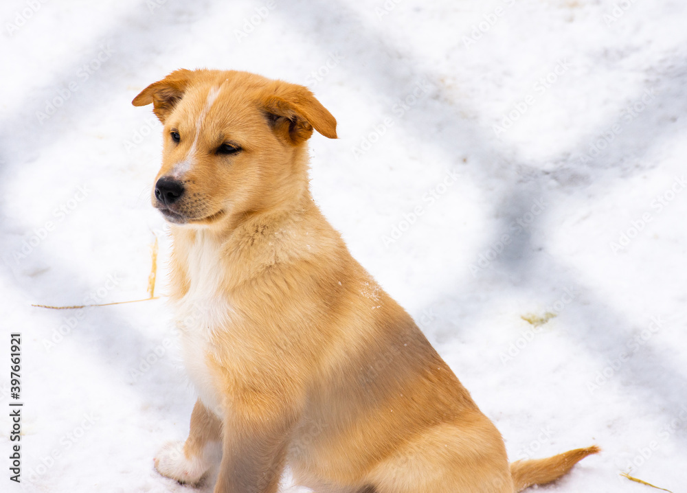 
light brown sled dog puppy in the snow in northern Sweden behind fence