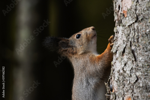 A close-up of a European mammal Red squirrel, Sciurus vulgaris climbing on a spruce tree in boreal forest of Estonia. 