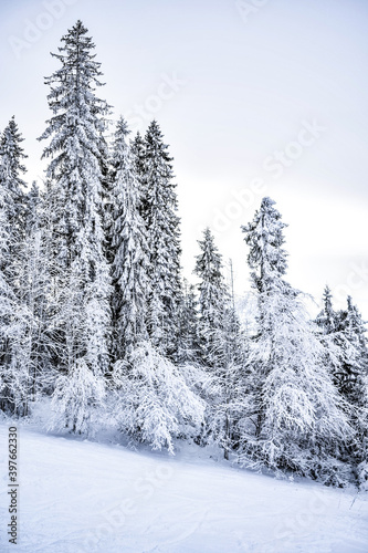Trees covered with snow, Tatra Mountains, Poland © Kacper