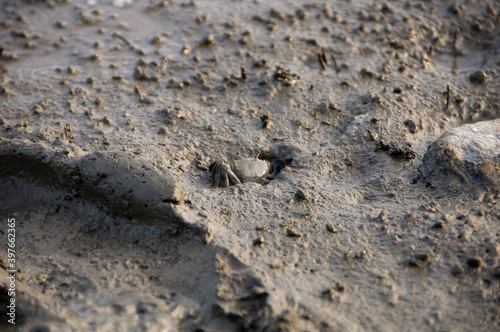 crab on the beach