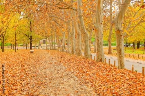 path in the park full  of trees and beautiful orange tones, red, fall, trees, color, avenue