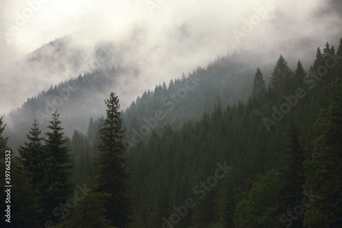 Fototapeta Naklejka Na Ścianę i Meble -  Foggy forest in Tatra Mountains, Poland