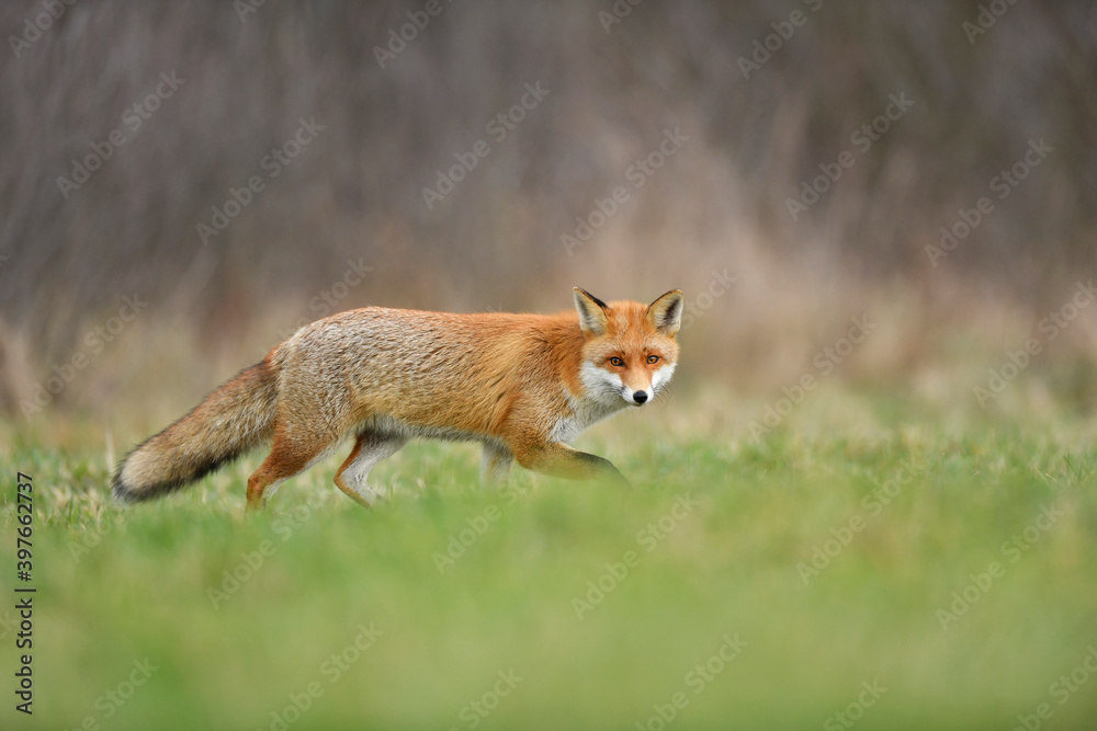 Obraz premium Red fox ( Vulpes vulpes ) close up
