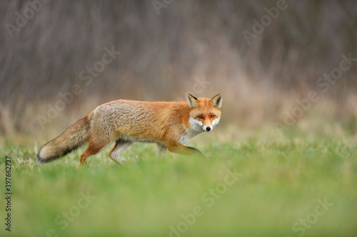 Red fox ( Vulpes vulpes ) close up