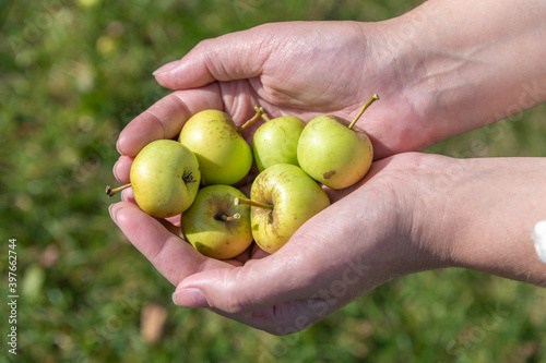 Woman`s hands holds group of small green Antonovka apples from the apple tree. Sunny day. Selective focus. Organic food theme.