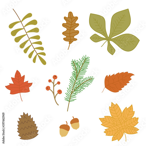 Autumn leaves set with flat design.Vector illustration of autumn leaf collection with flat design.