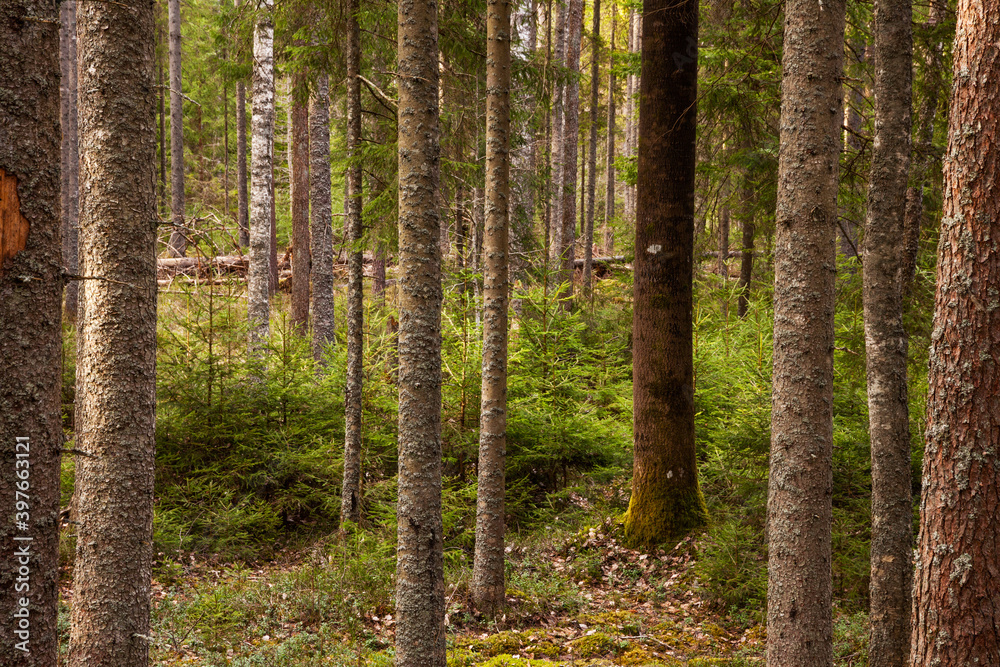 Green and lush summery old-growth boreal forest with lots of dead wood in Estonia, Northern Europe. Green and lush summery old-growth boreal forest with lots of dead wood in Estonia, Northern Europe.