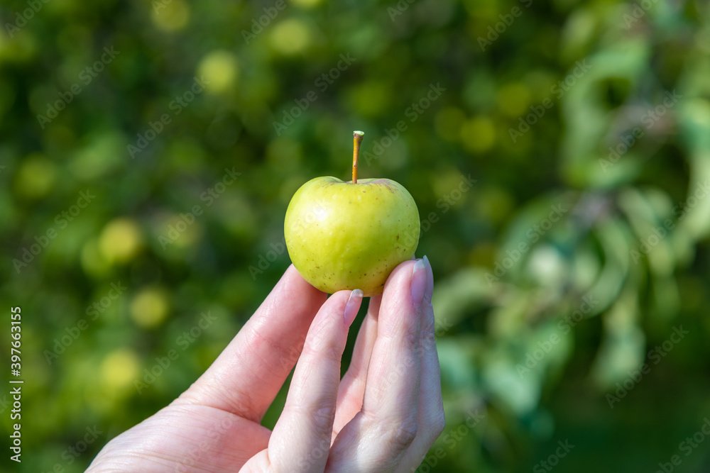 Woman`s hand holds beautiful small green apple from the apple tree. Sunny day. Selective focus. Organic food theme. Woman`s hand holds beautiful small green apple from the apple tree. Sunny day. Selective focus. Organic food theme.