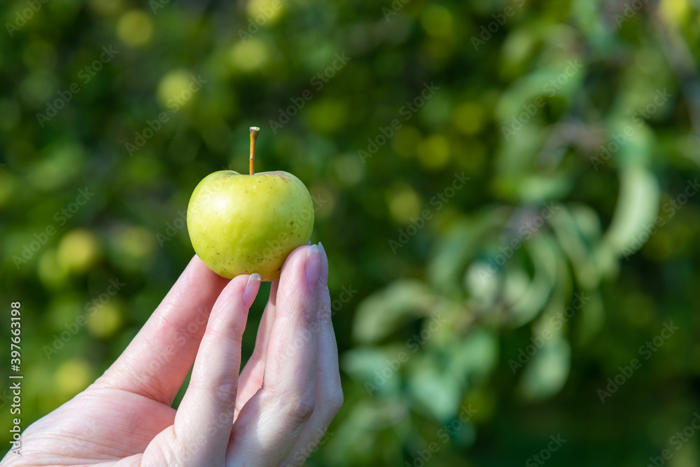Woman`s hand holds beautiful small green apple from the apple tree. Sunny day. Selective focus. Copy space for your text. Organic food theme.