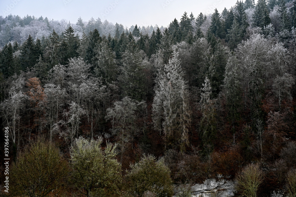 Dark mixed forest with hoarfrost on a cloudy and foggy winter day. Dark mixed forest with hoarfrost on a cloudy and foggy winter day.