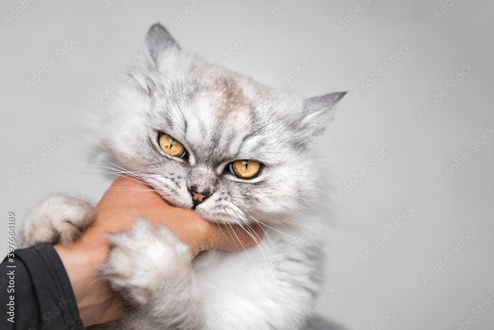 Beautiful playful persian chinchilla fluffy cat biting and scratching hand. Playing with cat.