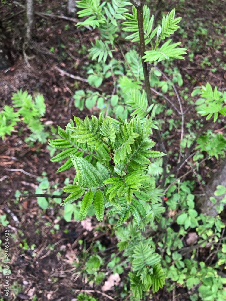 fern leaves