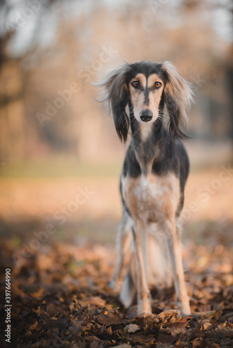 beautiful Persian hound saluki portrait photo