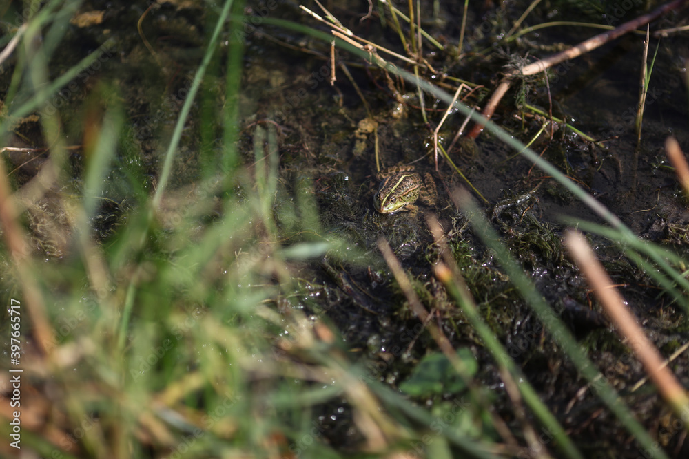 Green frog between vegetation in a swamp. Green frog between vegetation in a swamp.