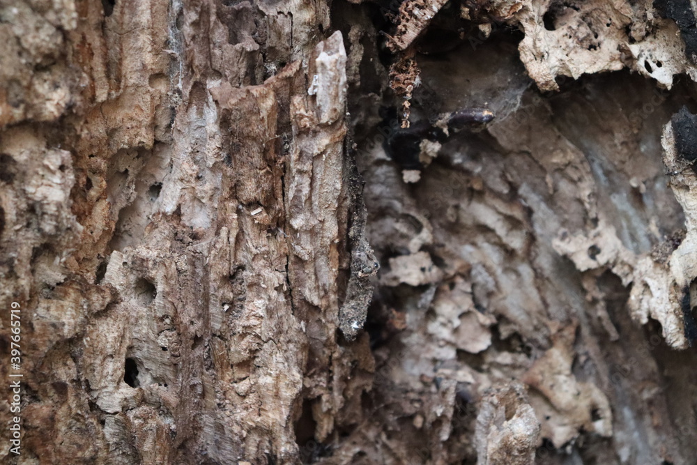 texture texture