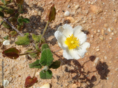 Sage-leaved Rock-Rose (Cistus salviifolius)