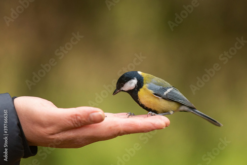 Great tit sits on hand and eats seeds. Parus major © Tatiana