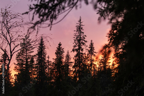 A silhouette of a coniferous taiga forest during an autumnal pink sunset in Northern Finland. 
