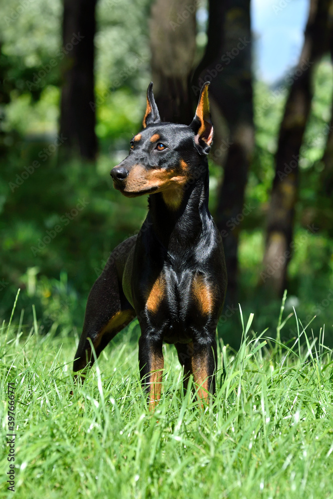 Beautiful German Pinscher