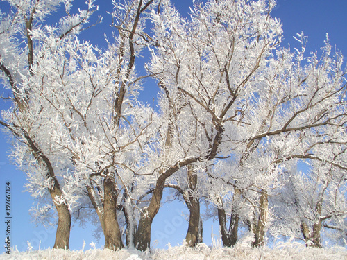 Winter trees in snow at sunny day 
