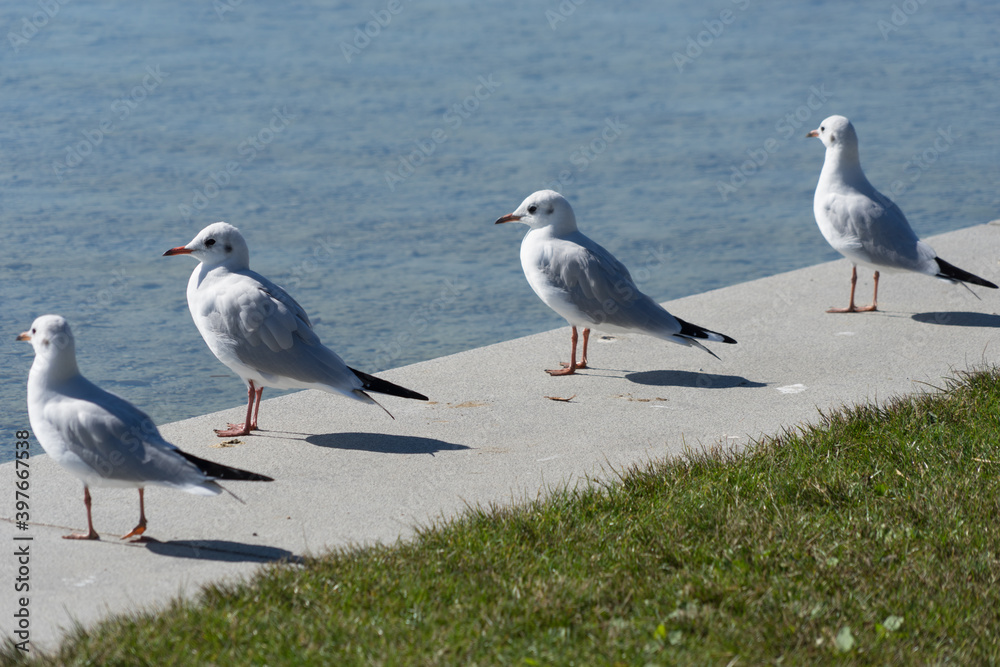 Seagulls sitting on a stone bank at the lake in the park, looking to the water Seagulls sitting on a stone bank at the lake in the park, looking to the water
