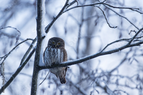 Fotografia Small European hunter Pygmy owl, Glaucidium passerinum perched during a cold and wintery day in Estonian boreal forest