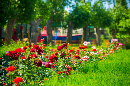 Fototapeta Naklejka Na Ścianę i Meble -  Beautiful colorful flowers in the park summer view.