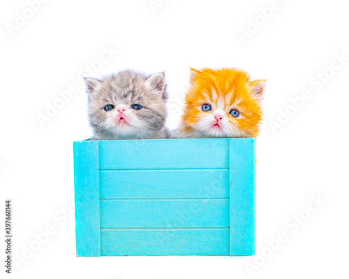 two cute persian kittensinside a box on isolated white background