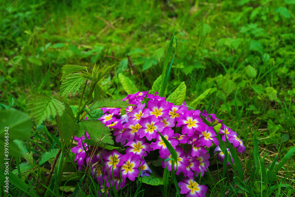 Obraz premium Primrose flowers opened under the sun