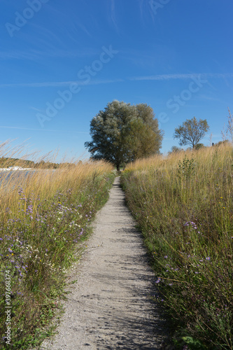 Beautiful scenic landscape in the green "Riemer Park" in autumn, a single tree at a narrow path at the lake, on both sides of the path grass and little flowers, blue sky.