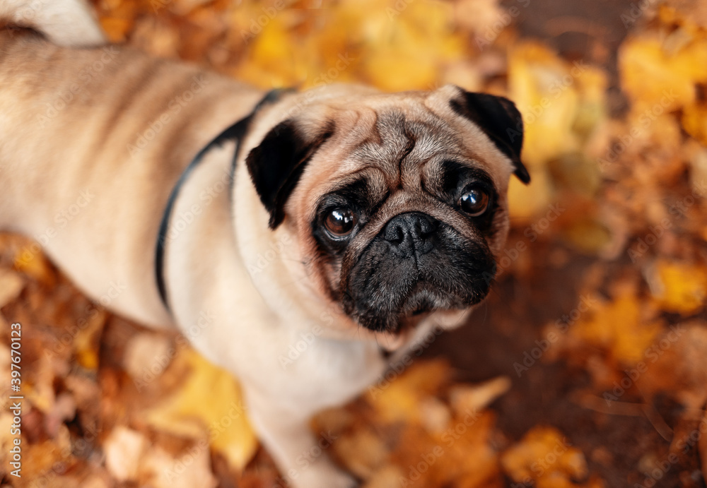 A pug with his face up stands on yellow autumn leaves