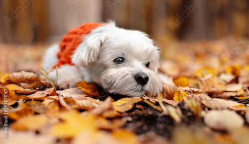 A white cute Maltese puppy lies among yellow autumn leaves in the park